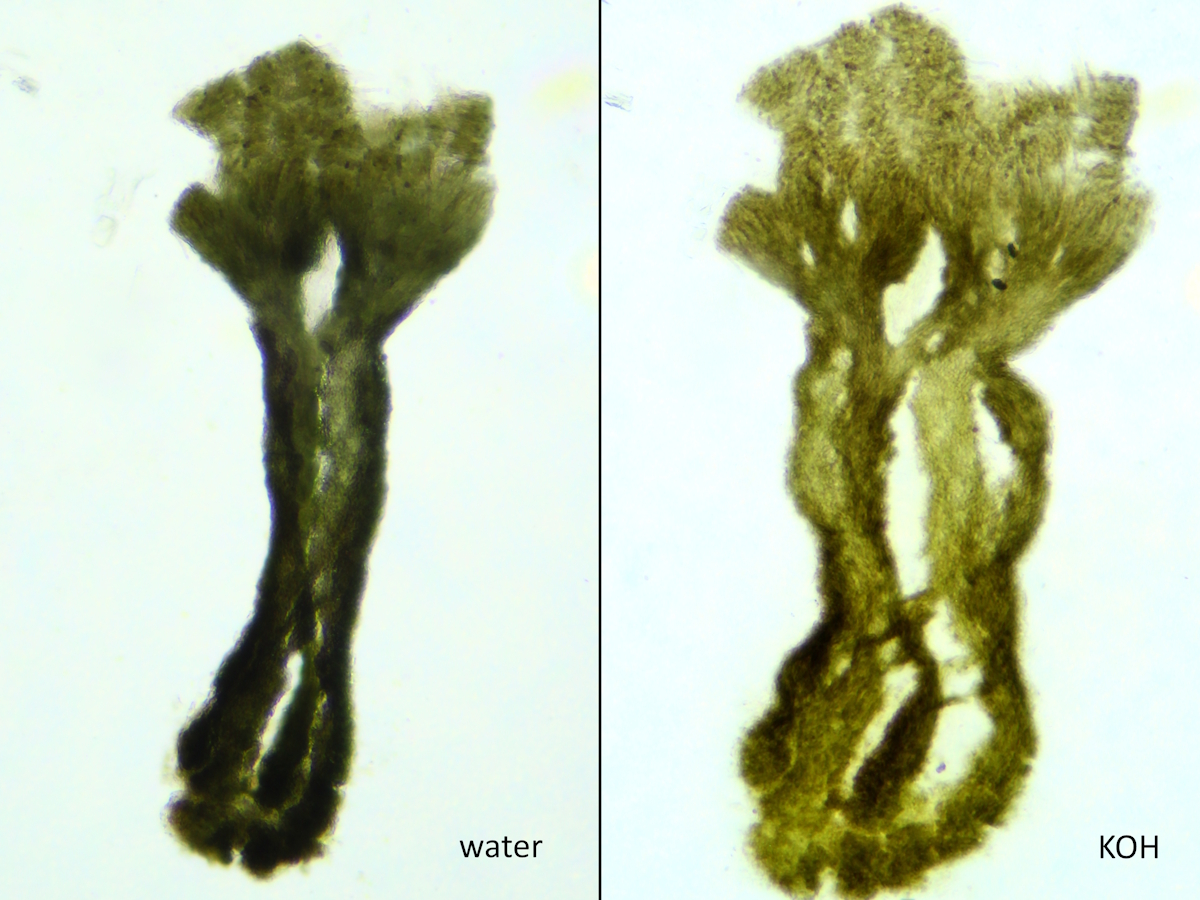 Chaenothecopsis savonica (door Henk-Jan van der Kolk)