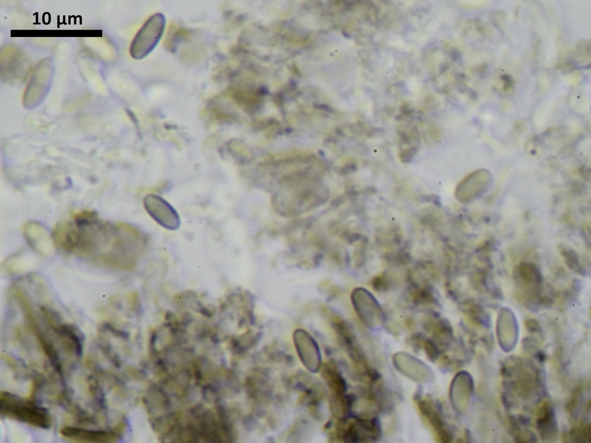 Chaenothecopsis savonica (door Henk-Jan van der Kolk)