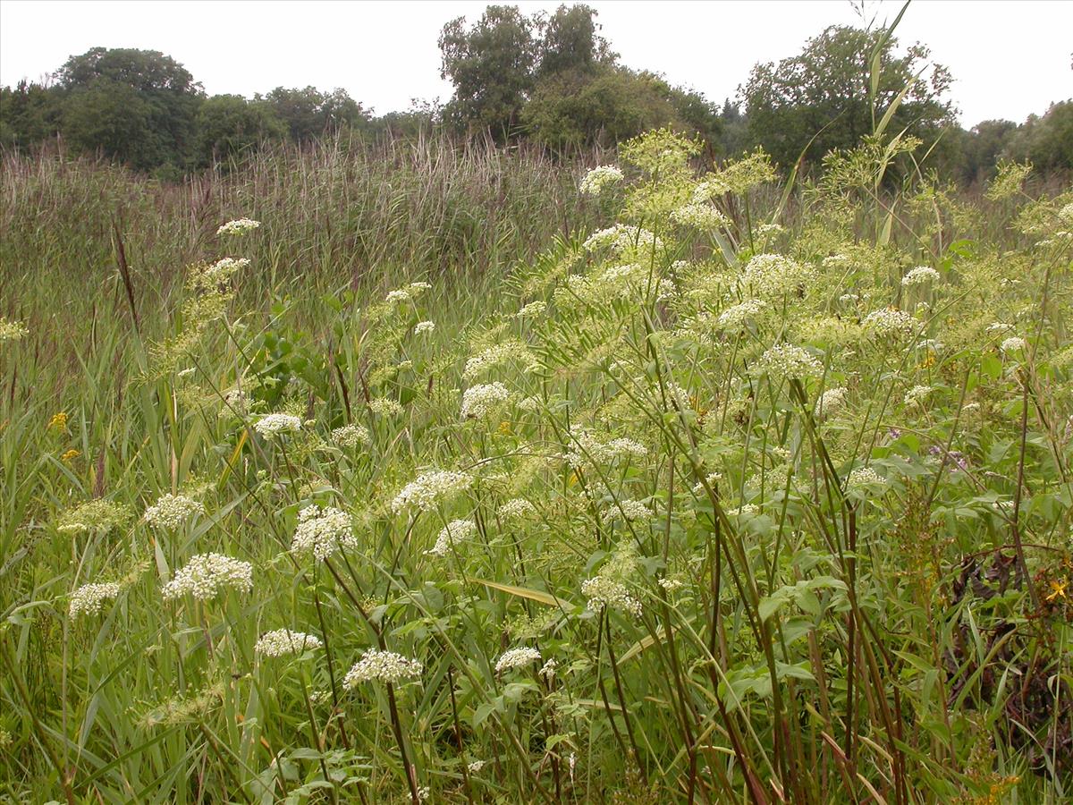 Chaerophyllum aromaticum (door Kok van Herk)