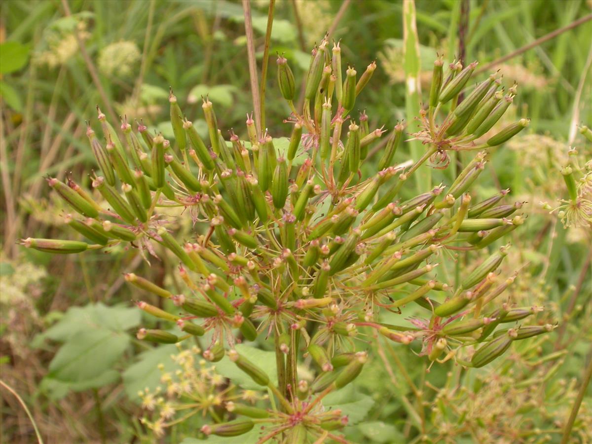 Chaerophyllum aromaticum (door Kok van Herk)