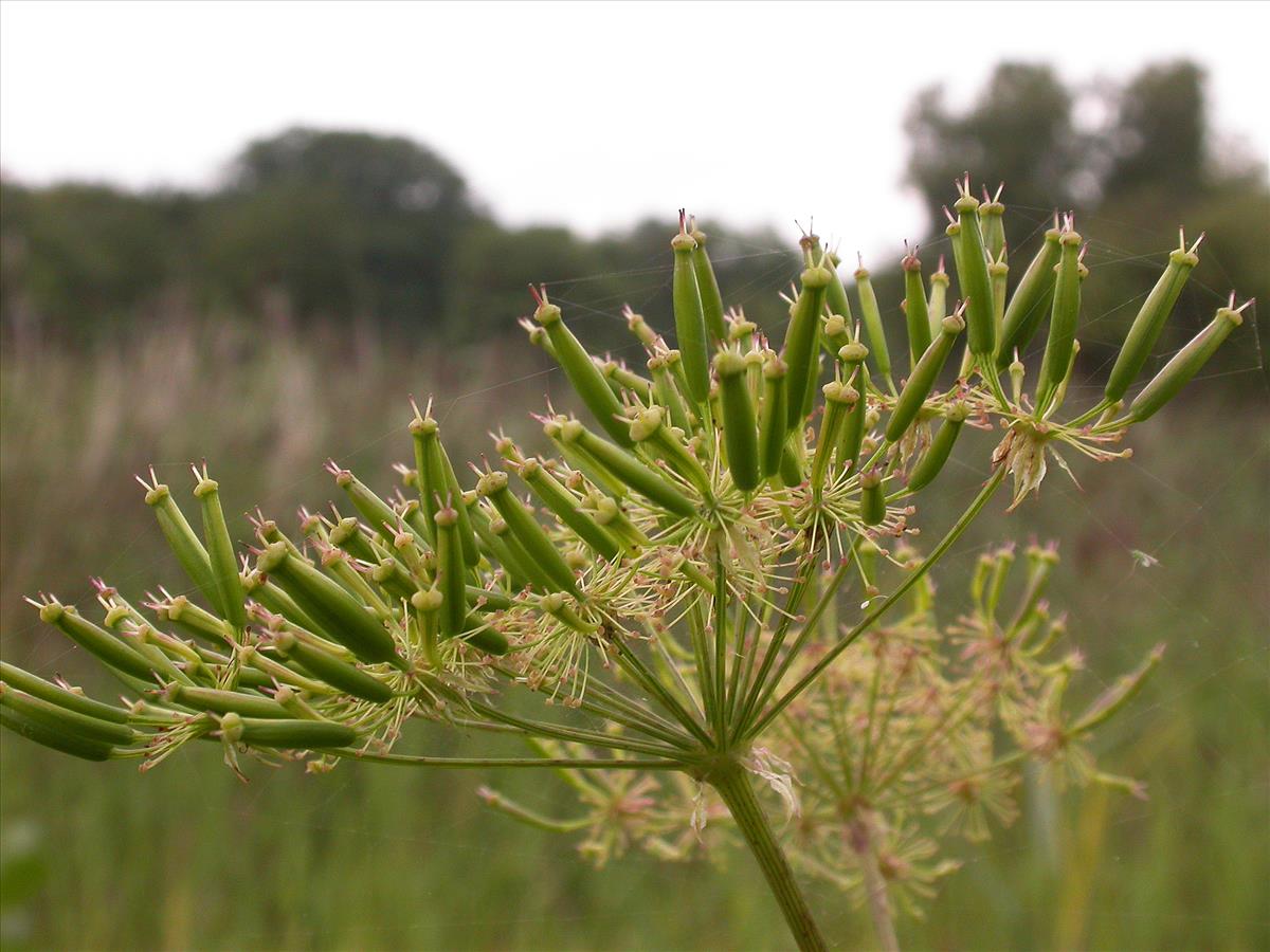 Chaerophyllum aromaticum (door Kok van Herk)