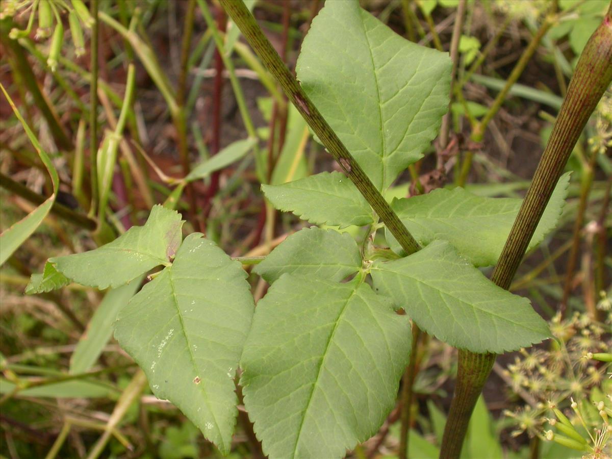 Chaerophyllum aromaticum (door Kok van Herk)