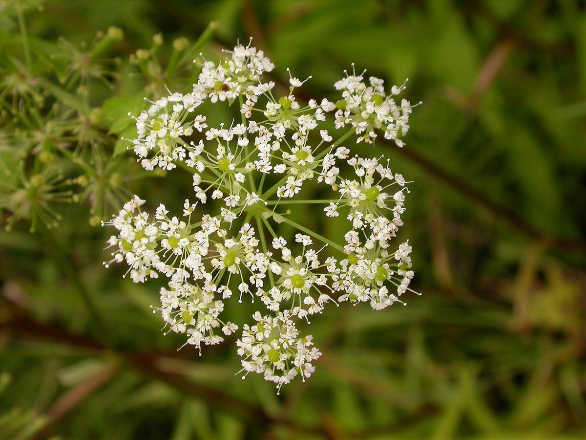 Chaerophyllum aromaticum (door Kok van Herk)