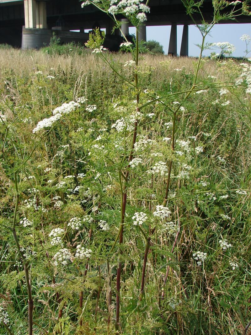 Chaerophyllum bulbosum (door Adrie van Heerden)