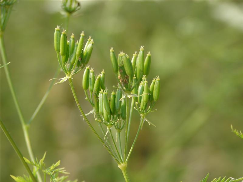 Chaerophyllum bulbosum (door Adrie van Heerden)