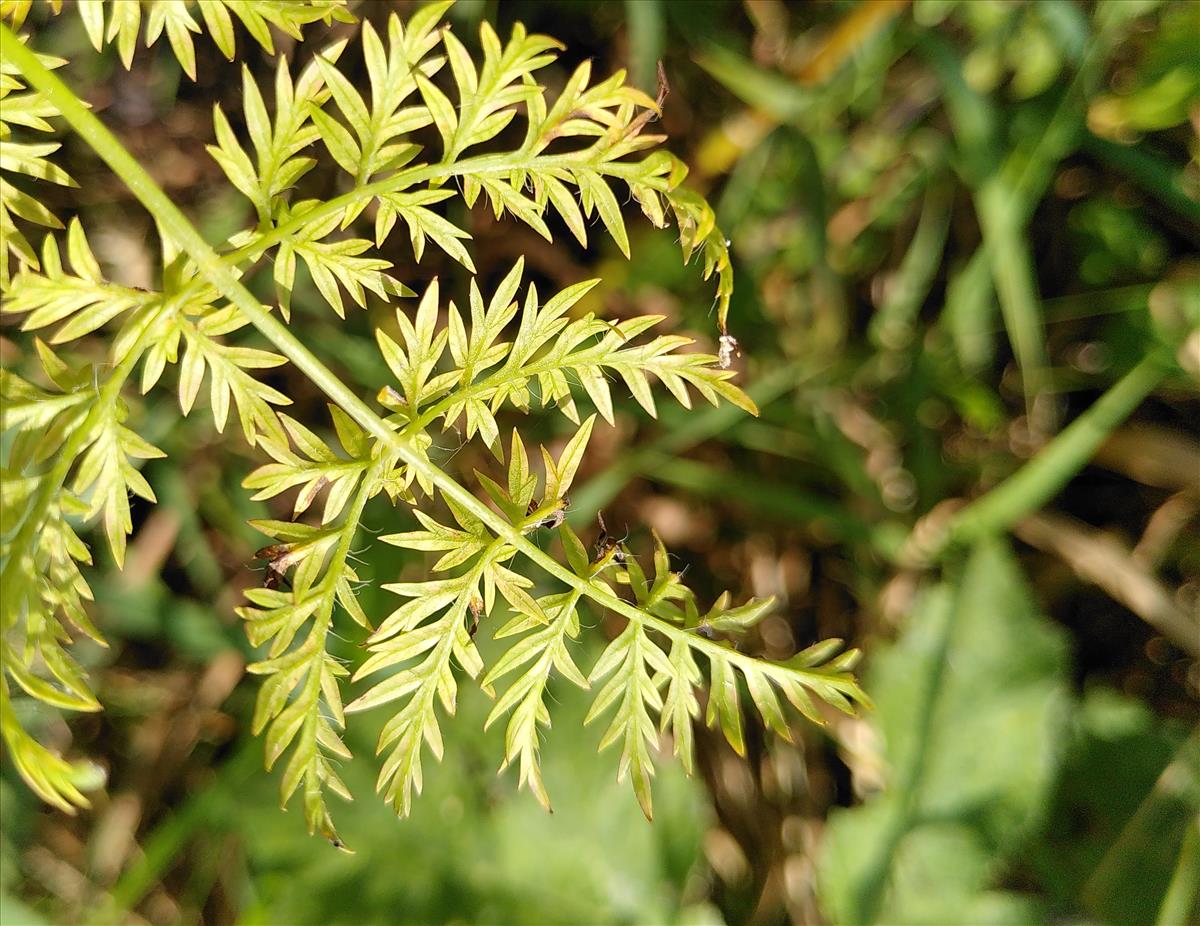 Chaerophyllum bulbosum (door Dick Kerkhof)