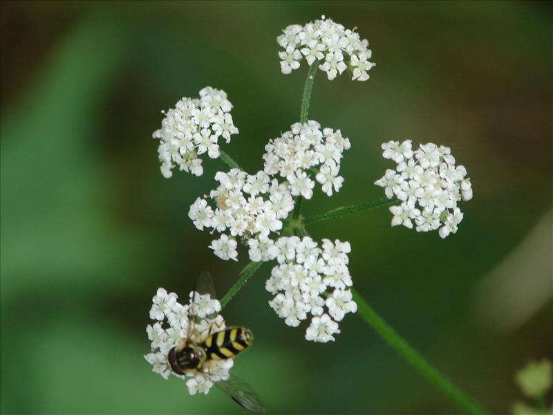 Chaerophyllum temulum (door Adrie van Heerden)