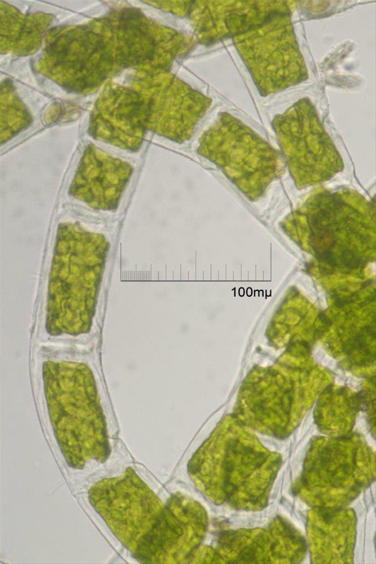 Chaetomorpha ligustica (door Mart Karremans)