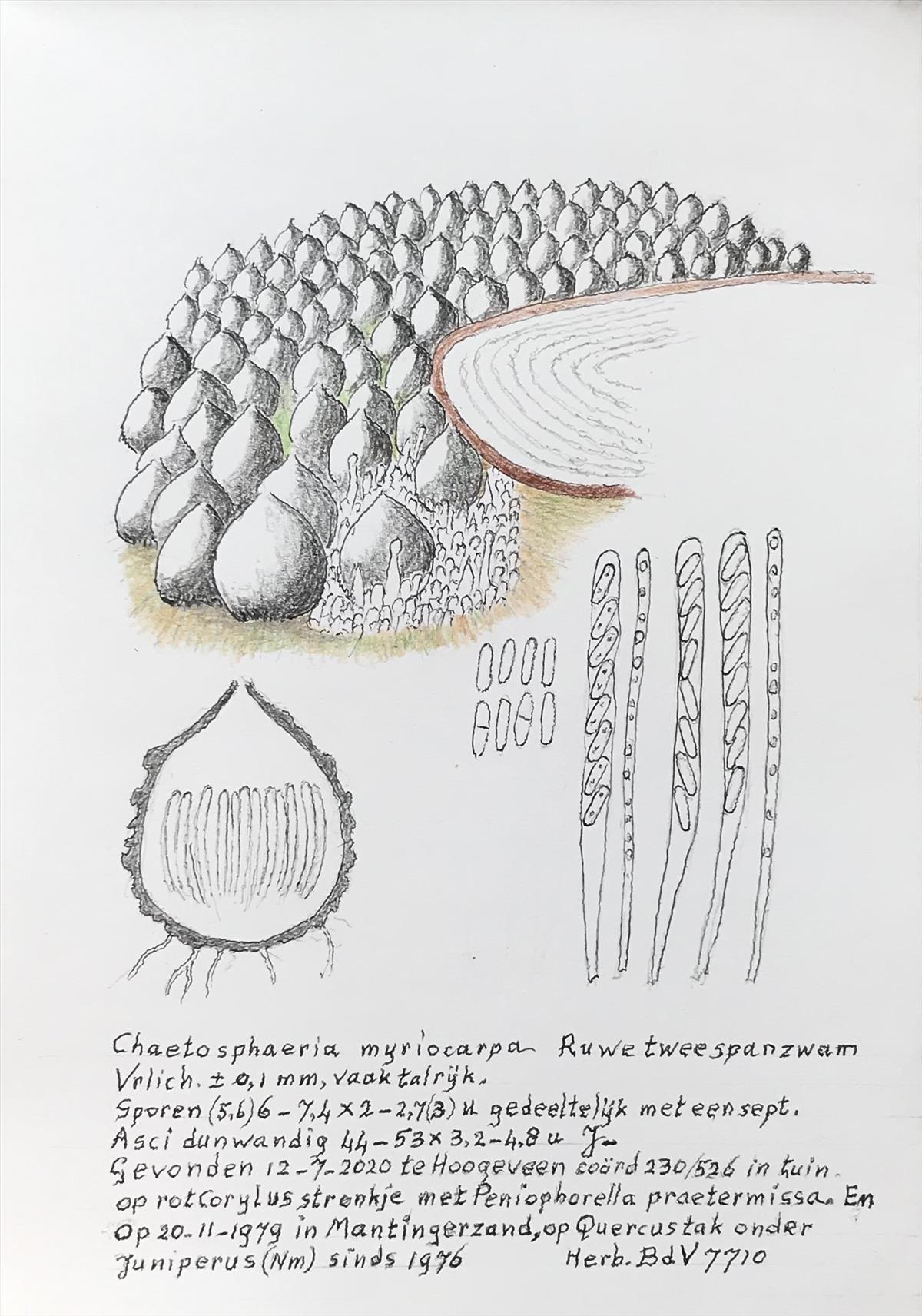 Chaetosphaeria myriocarpa (door Bernhard de Vries)