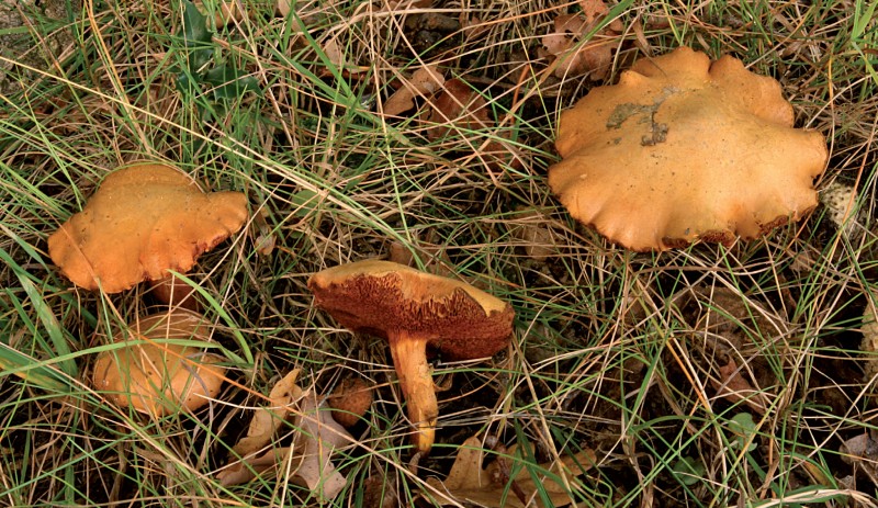 Chalciporus piperatus (door Huib de Kam)