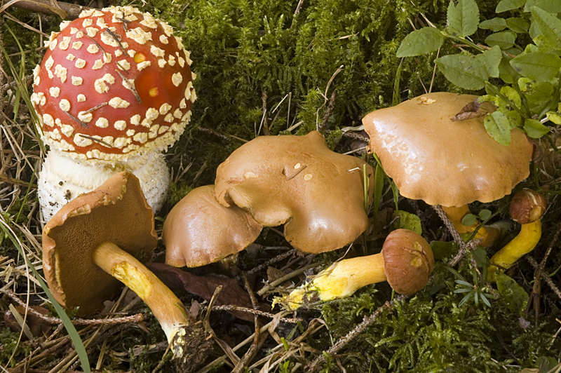 Chalciporus piperatus (door Nico Dam)