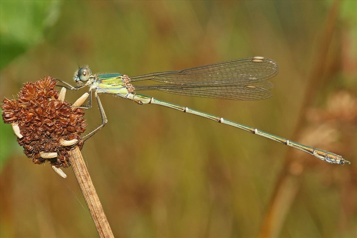 Chalcolestes viridis (door Jan Kersten)