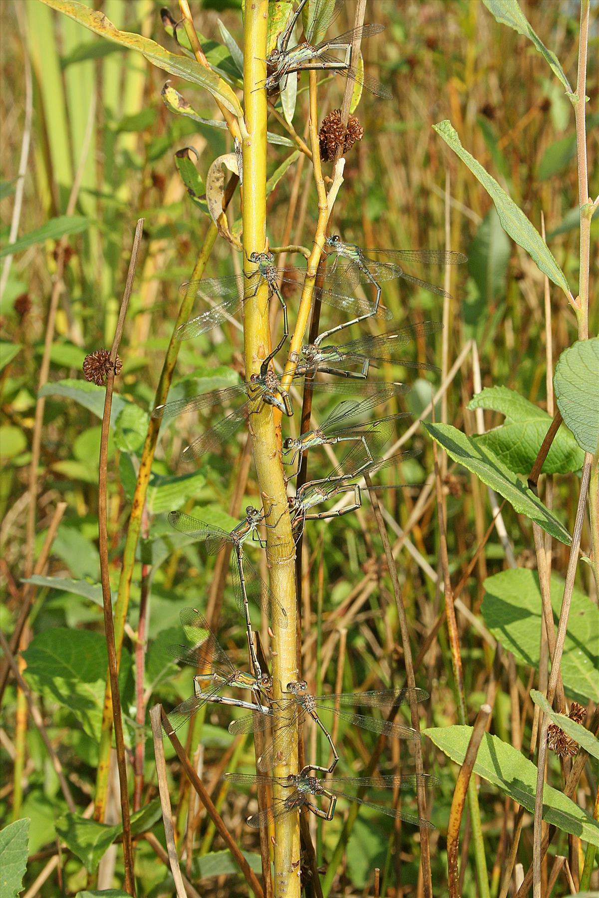 Chalcolestes viridis (door Jan Kersten)