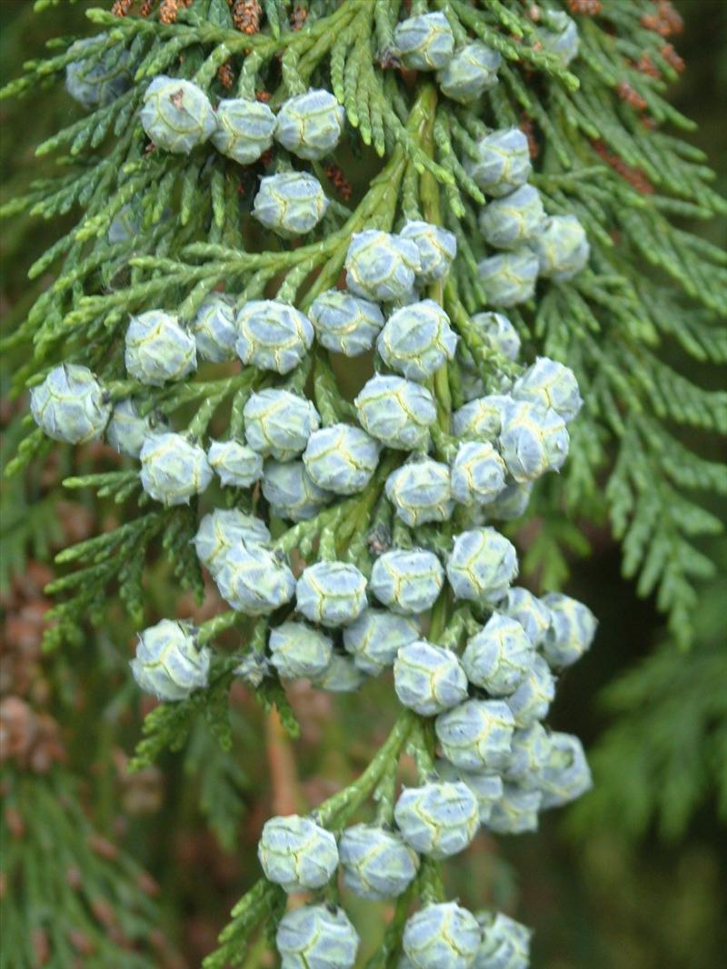 Chamaecyparis lawsoniana (door Adrie van Heerden)