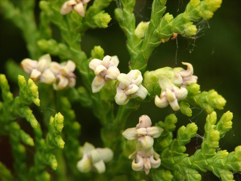 Chamaecyparis lawsoniana (door Adrie van Heerden)