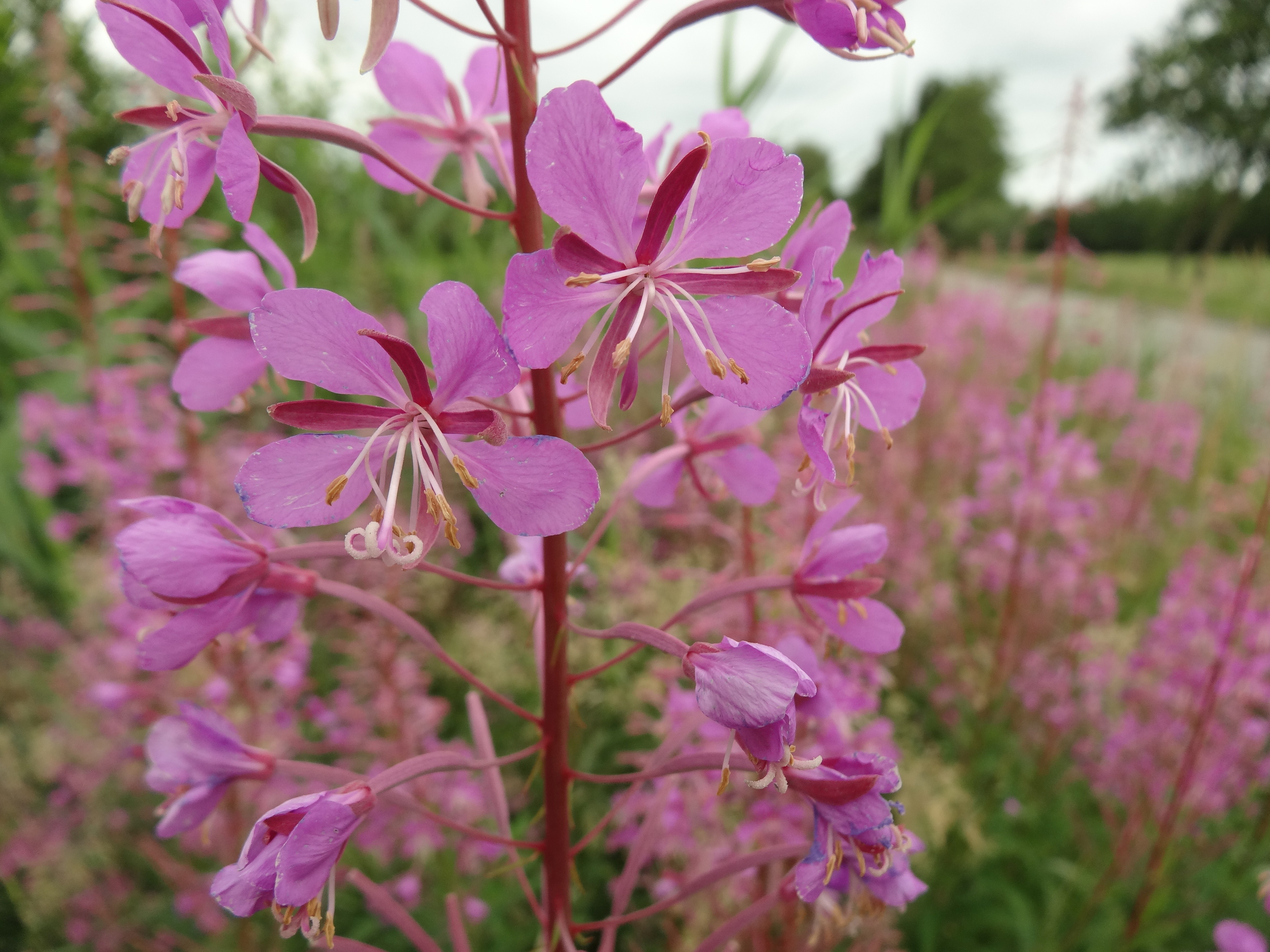 Chamaenerion angustifolium (door Jakob Hanenburg)