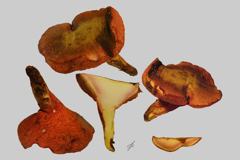 Chalciporus rubinus (door Jaap Wisman)
