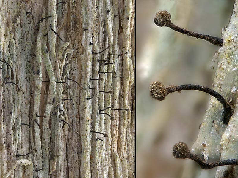 Chaenotheca brunneola (door Bart Horvers)