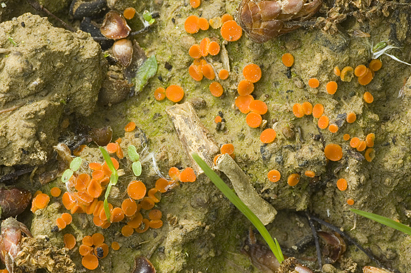 Cheilymenia crucipila (door Nico Dam)