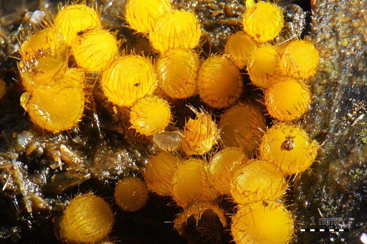 Cheilymenia stercorea (door Laurens van Run)