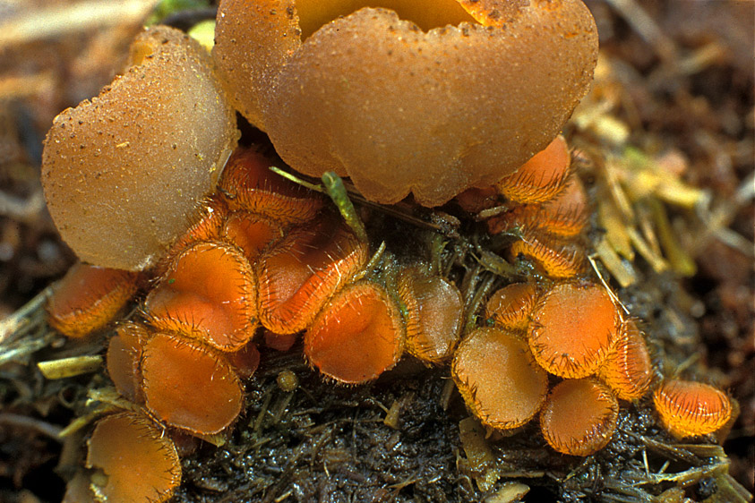 Cheilymenia coprinaria (door Henk Huijser)