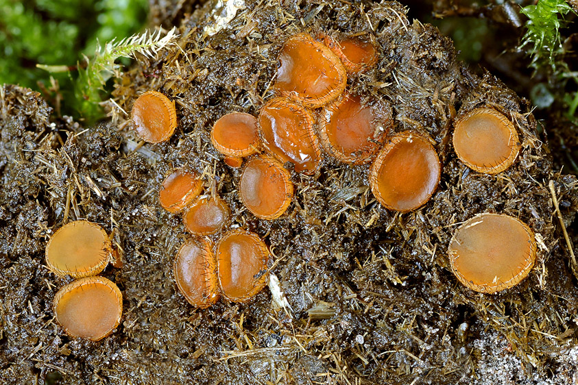 Cheilymenia coprinaria (door Henk Huijser)