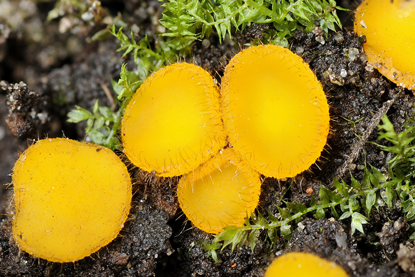 Cheilymenia vitellina (door Henk Huijser)