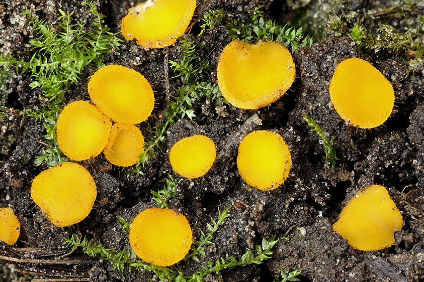 Cheilymenia vitellina (door Henk Huijser)