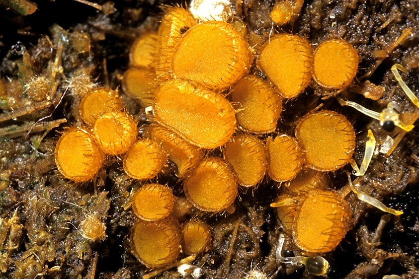 Cheilymenia stercorea (door Henk Huijser)