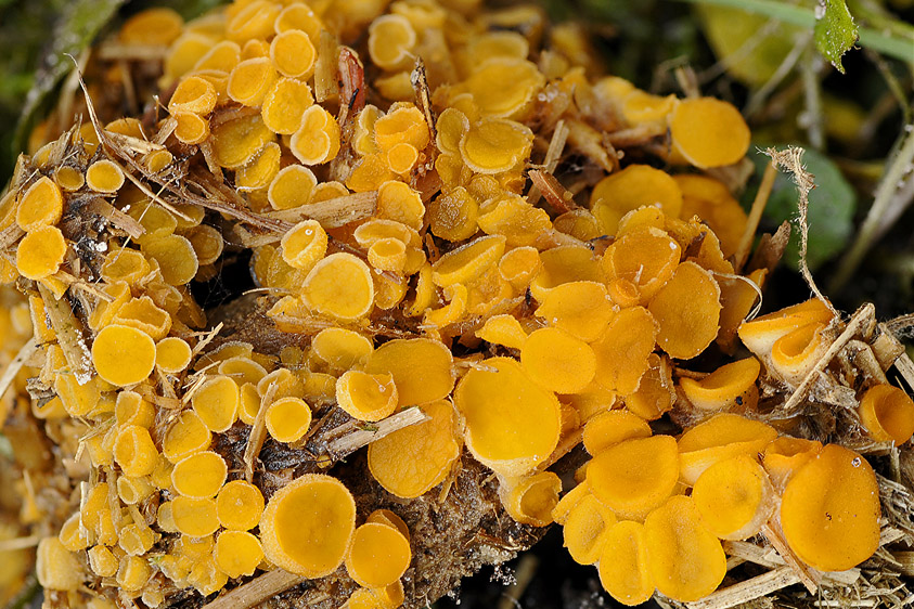 Cheilymenia theleboloides (door Henk Huijser)