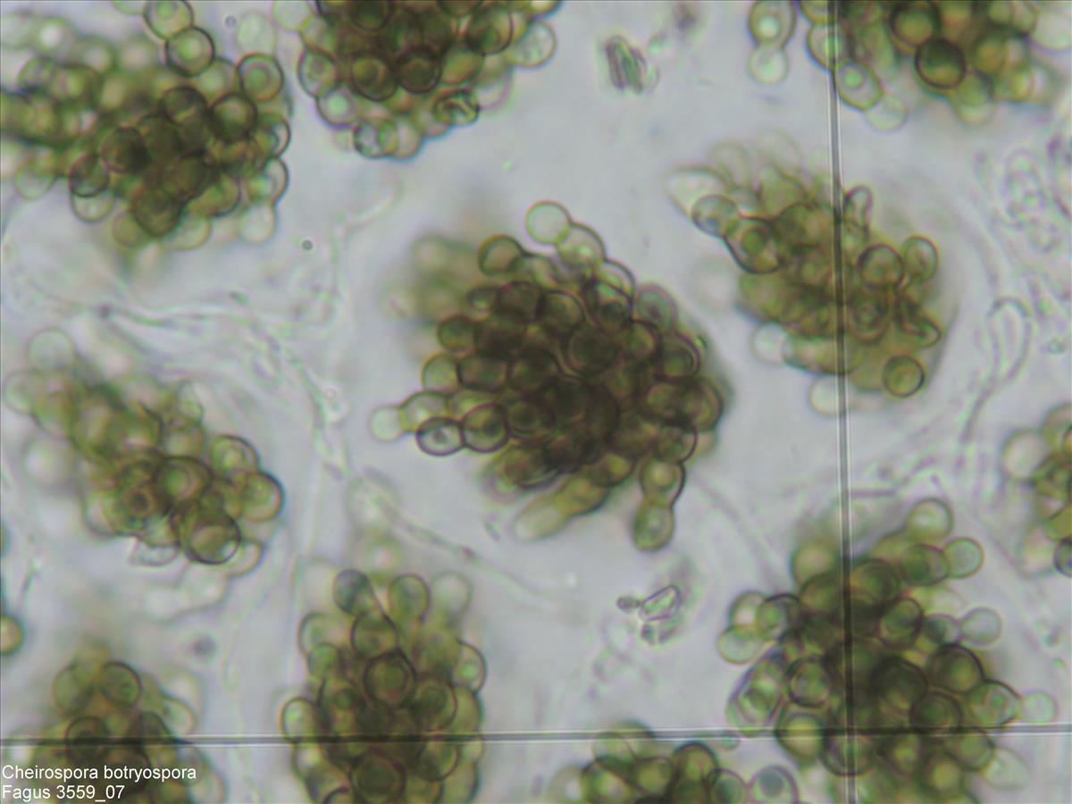 Cheirospora botryospora (door Eduard Osieck)