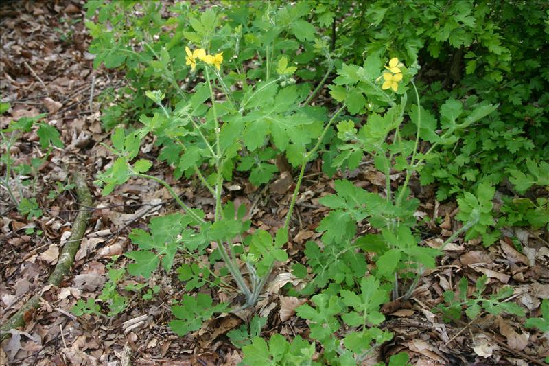 Chelidonium majus (door Niels Jeurink)