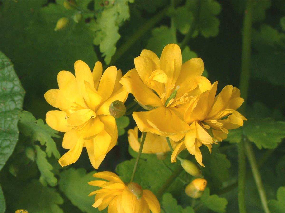 Chelidonium majus (door Adrie van Heerden)