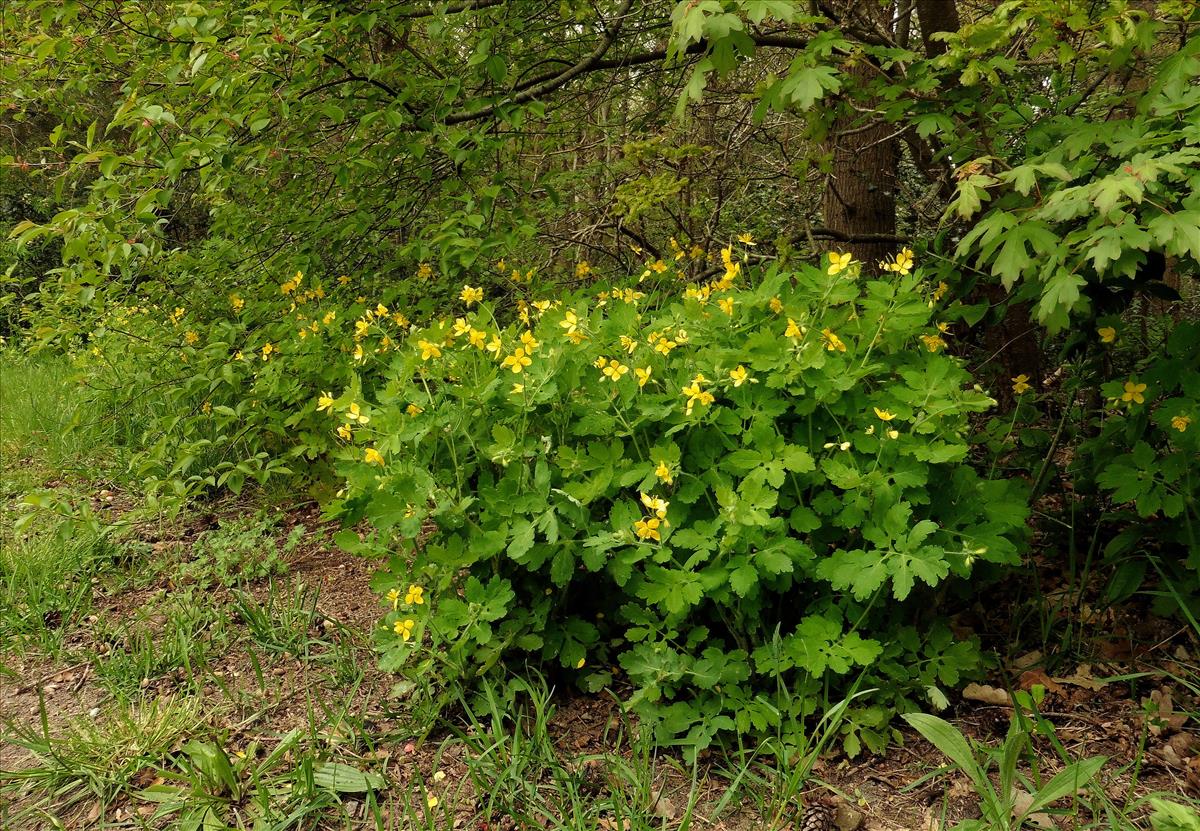 Chelidonium majus (door Willie Riemsma)