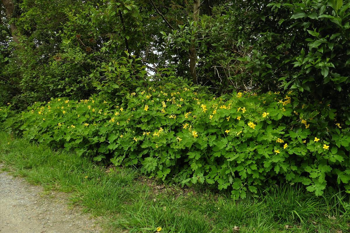 Chelidonium majus (door Willie Riemsma)