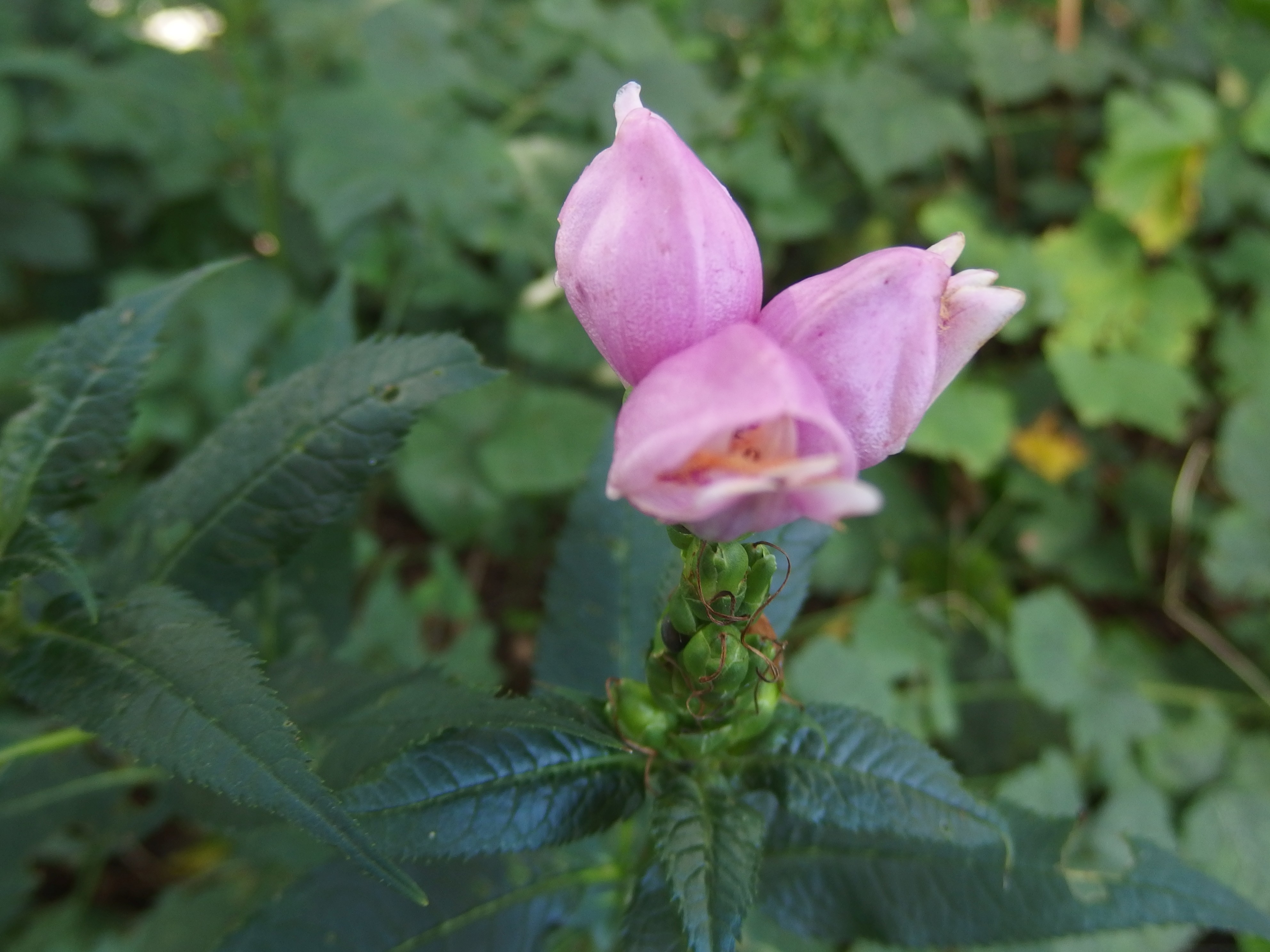 Chelone obliqua (door Aad van Diemen)