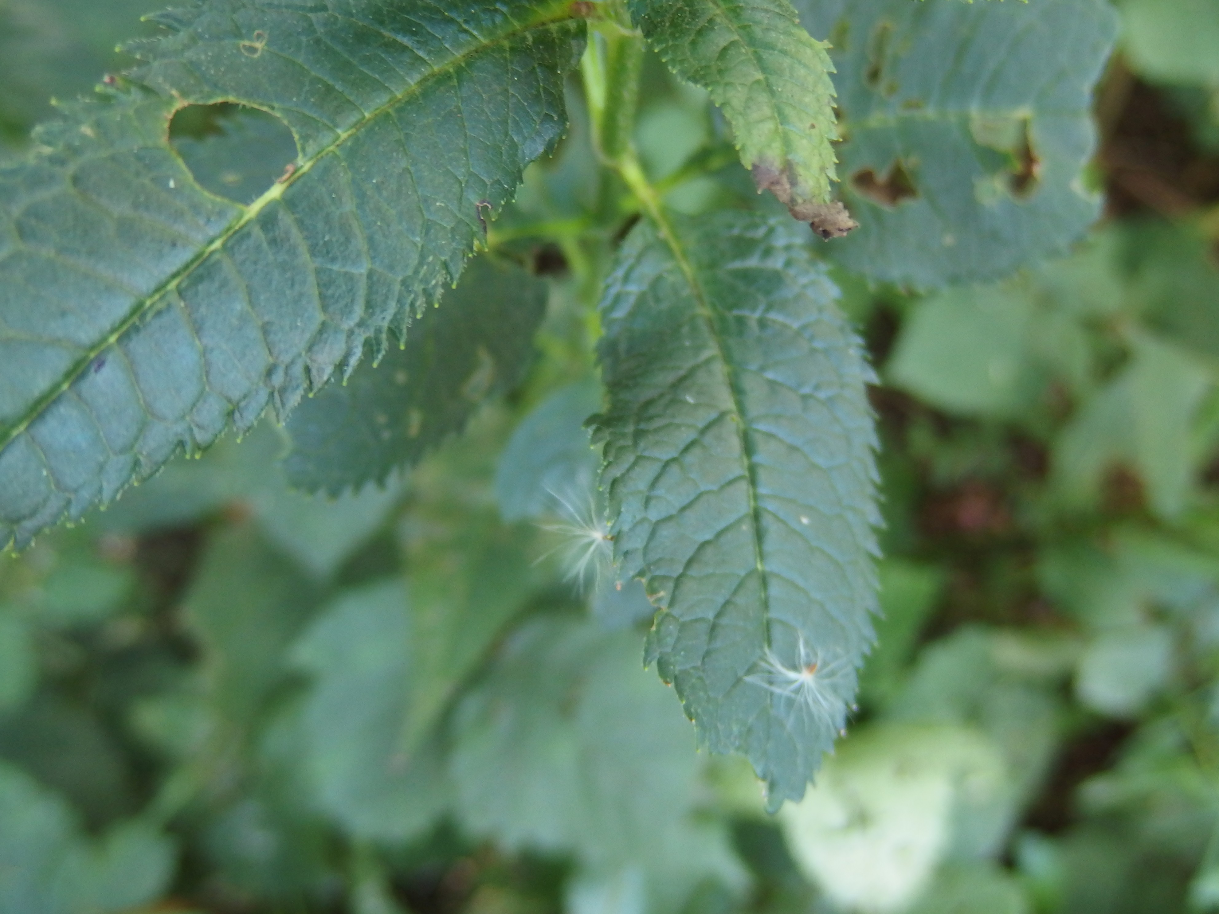 Chelone obliqua (door Aad van Diemen)