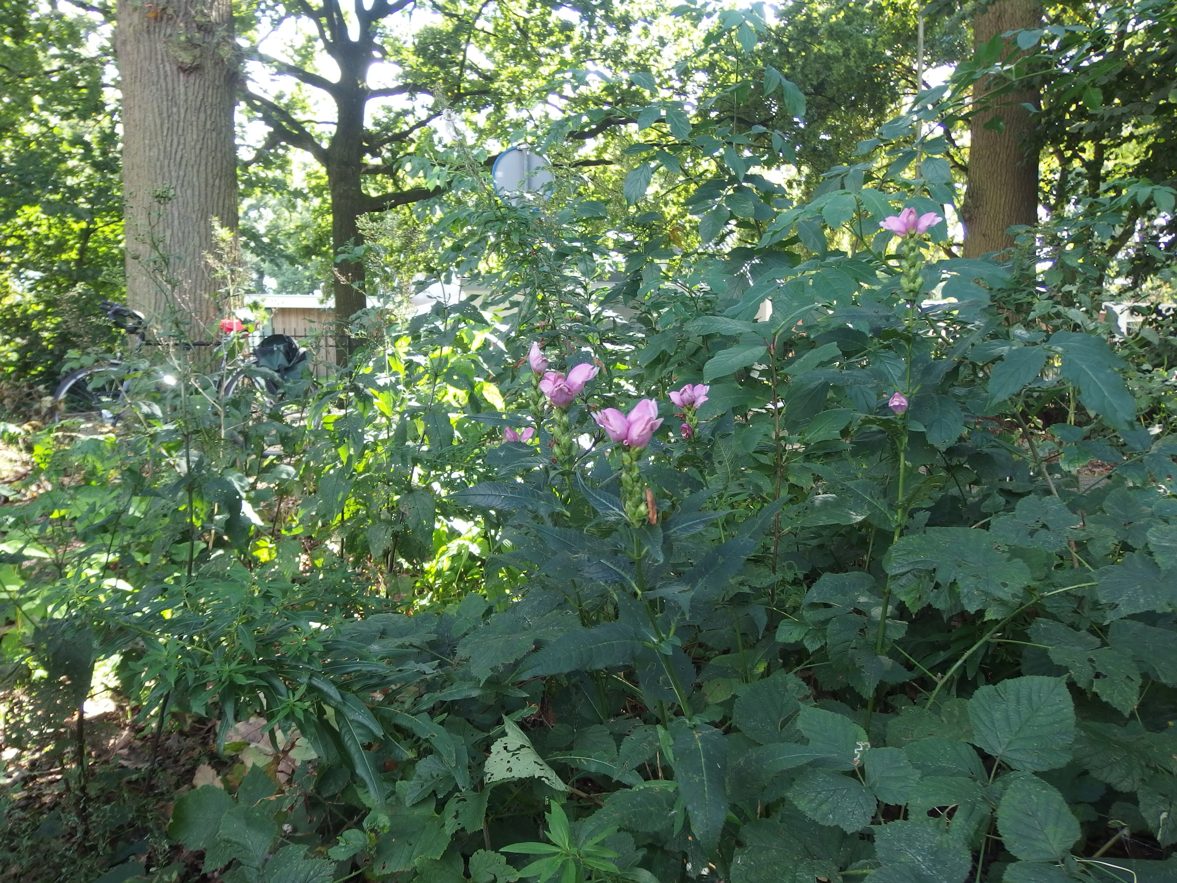 Chelone obliqua (door Aad van Diemen)