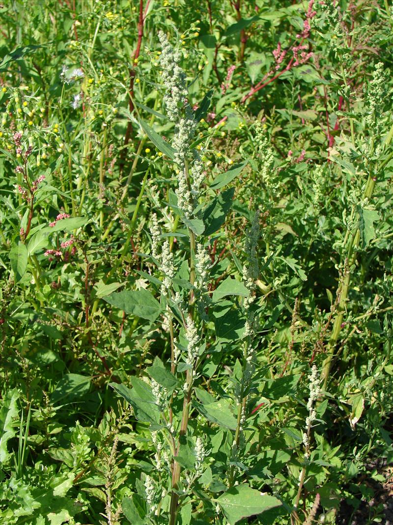 Chenopodium album (door Adrie van Heerden)