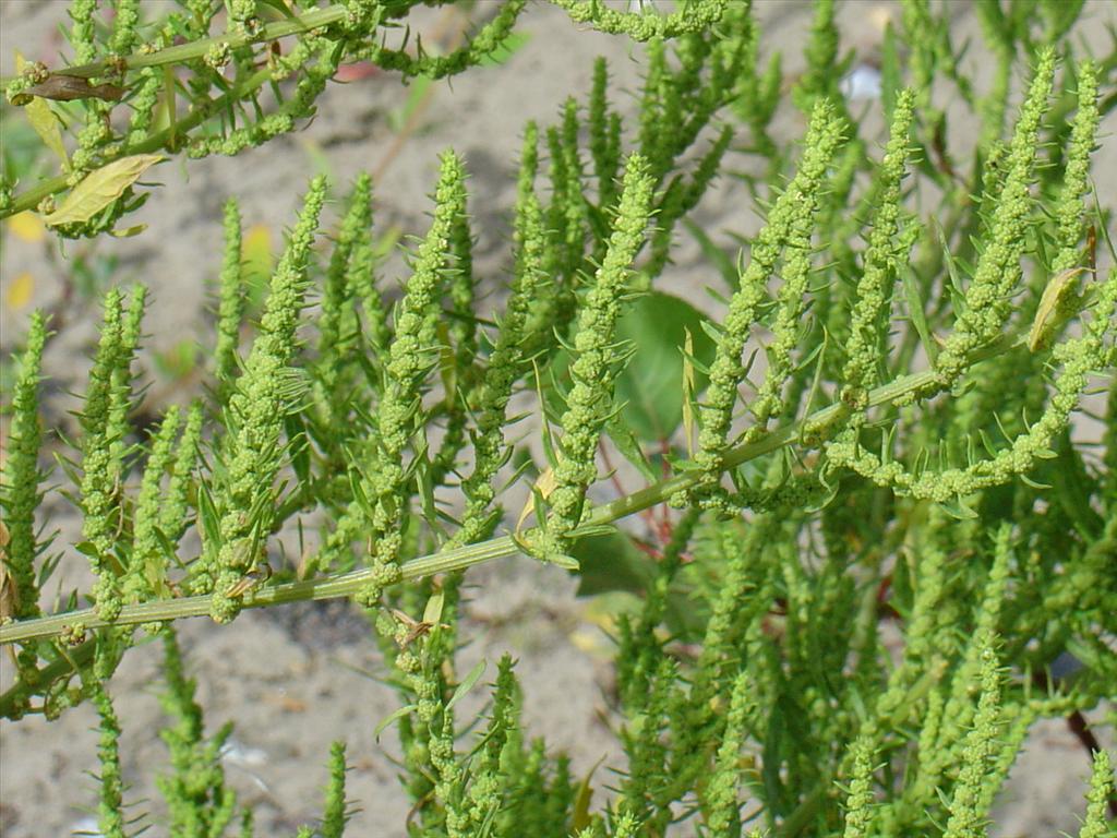 Dysphania ambrosioides (door Pieter Stolwijk)