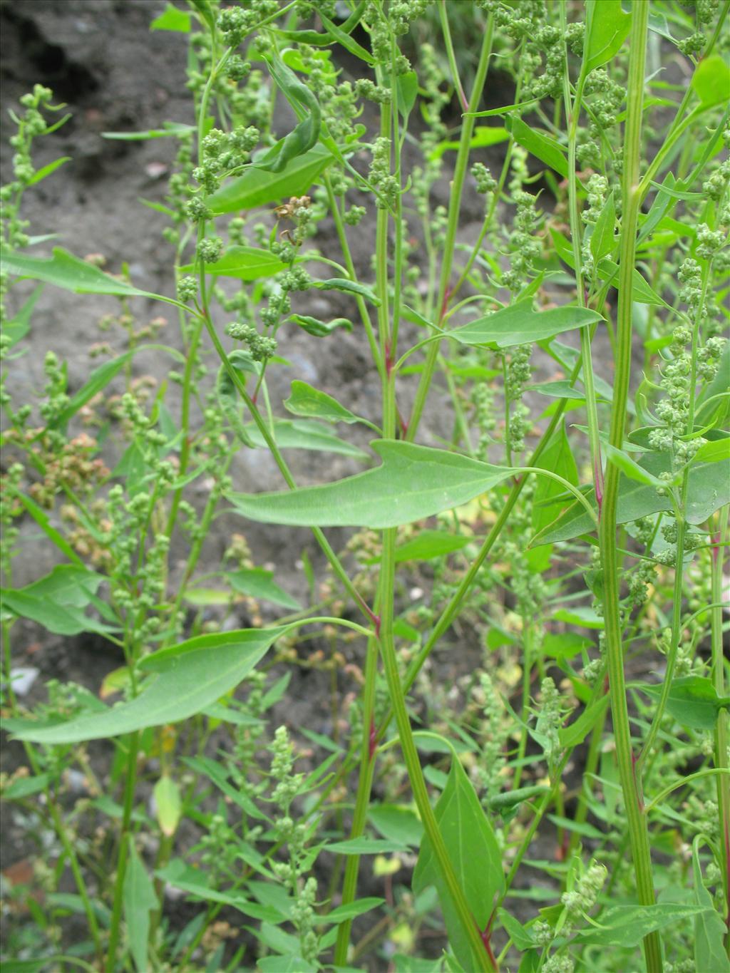 Chenopodium berlandieri (door Rutger Barendse)