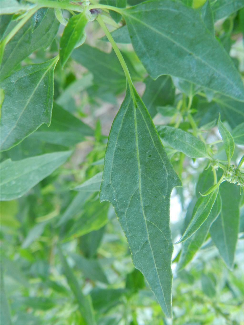 Chenopodium berlandieri (door Rutger Barendse)