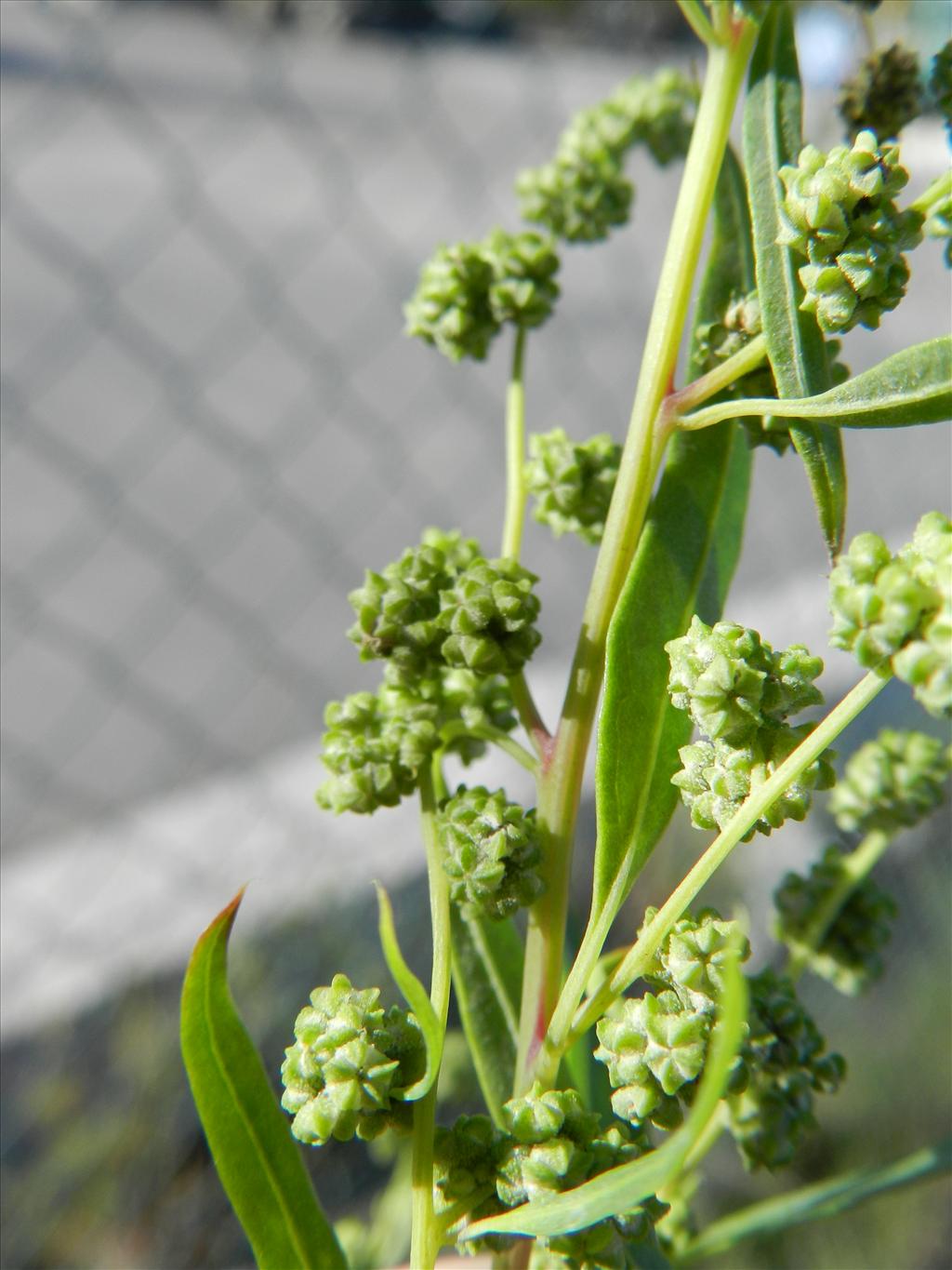 Chenopodium berlandieri (door Rutger Barendse)