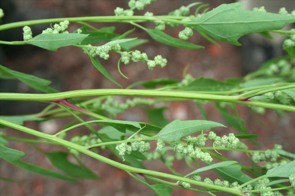 Chenopodium berlandieri (door Claud Biemans)