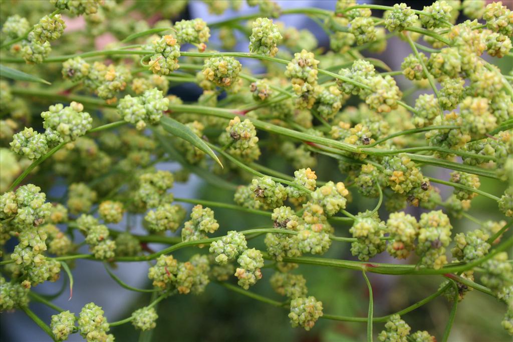 Chenopodium berlandieri (door Claud Biemans)