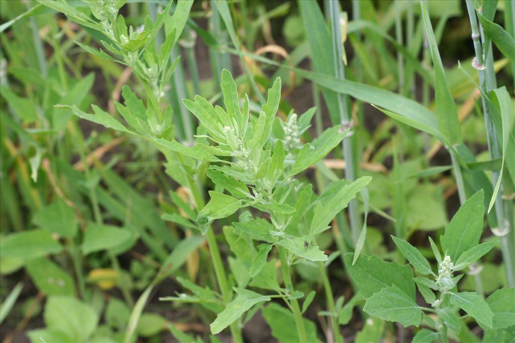 Chenopodium ficifolium (door Pieter Stolwijk)