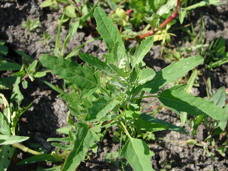 Chenopodium ficifolium (door Adrie van Heerden)