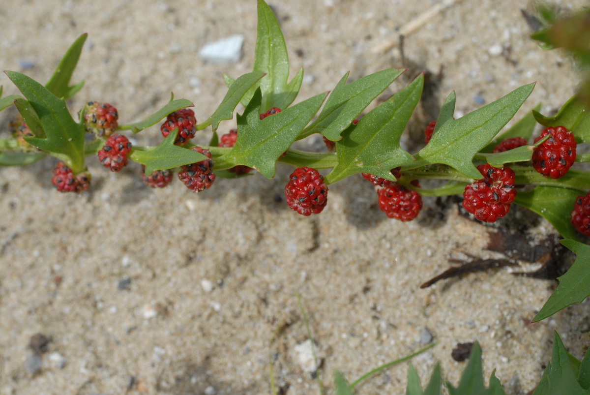 Blitum virgatum (door Hans Toetenel)