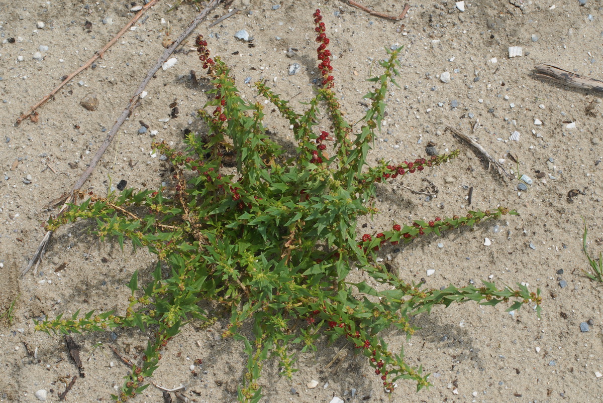 Blitum virgatum (door Hans Toetenel)