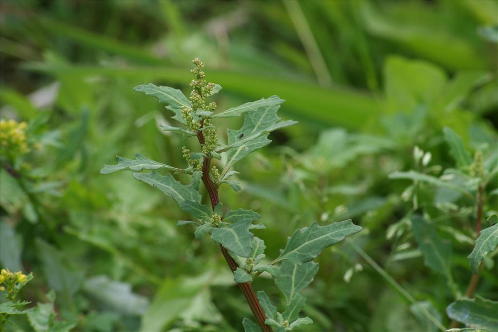 Oxybasis glauca (door Pieter Stolwijk)